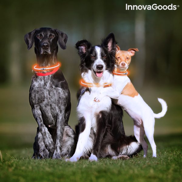 LED obojok pre domácich miláčikov Petlux InnovaGoods